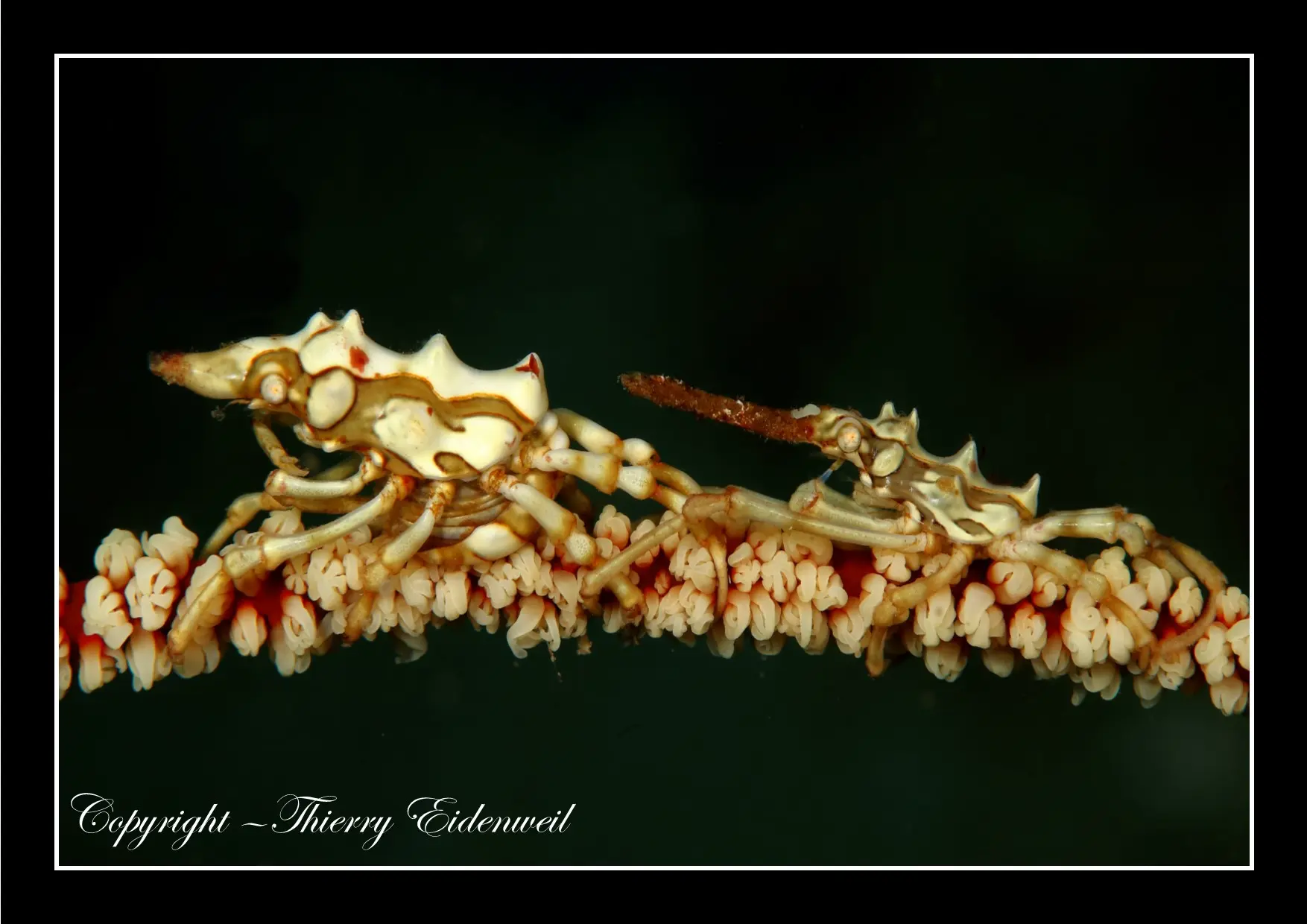 Anilao Macro Dive Media Highlight